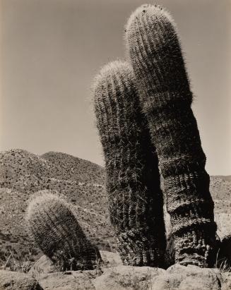 Barrel Cactus, Colorado Desert