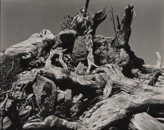 Roots and Rock, Point Lobos