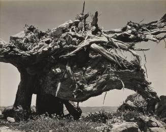 Uprooted Cypress, Point Lobos