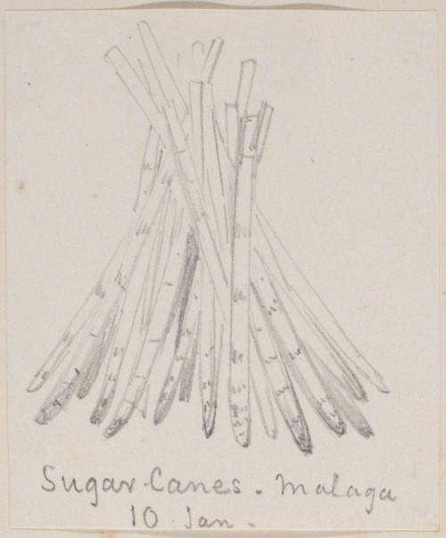 Sugar Canes