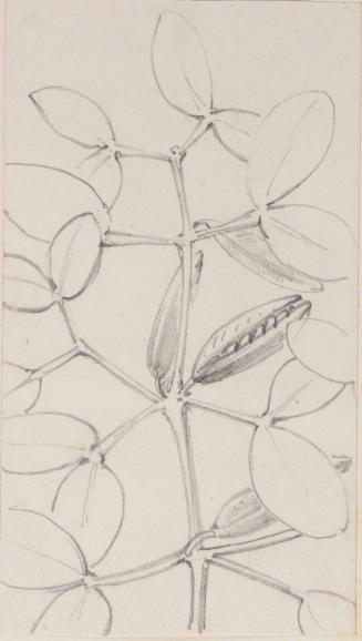 Study of Leaves and Pods