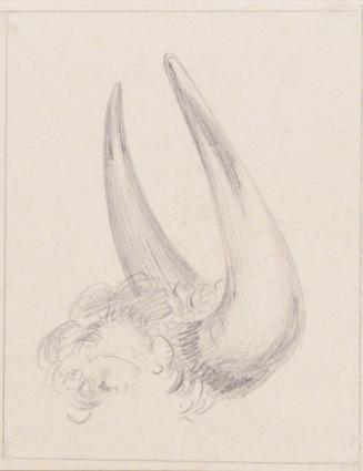 Study of Horns
