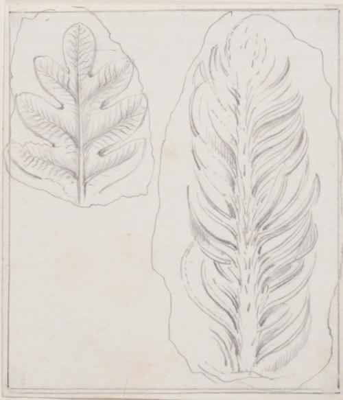 Leaf Studies; Fossils (?)