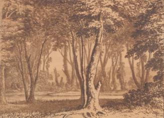 View in a Wood