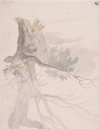 Study of an Oak