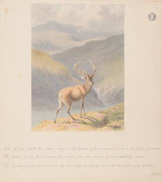 Stag on the Hills