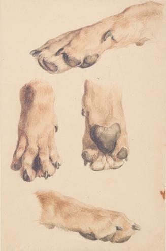 Studies of a Dog's Paw