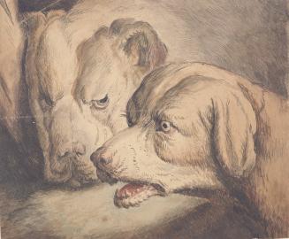 Heads of Two Dogs