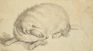 Study of a Badger