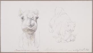 Studies of Camels