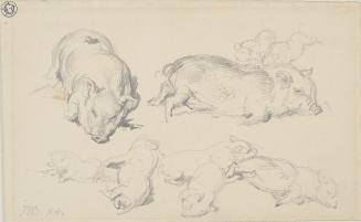 Study of Young Pigs