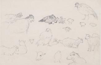 Studies of Chicken and Sheep