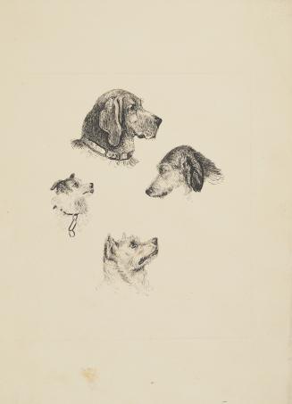 Heads of Four Dogs
