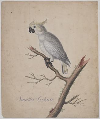 Smaller Cockatoo