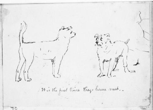 Two Dogs