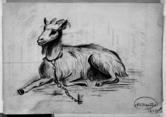 Tethered Goat