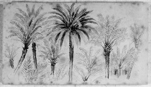 Palm Trees
