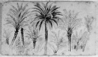 Palm Trees