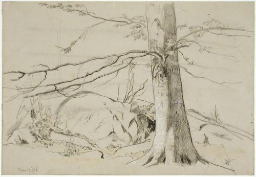 Study of a Tree Trunk