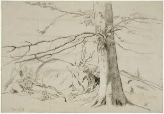 Study of a Tree Trunk