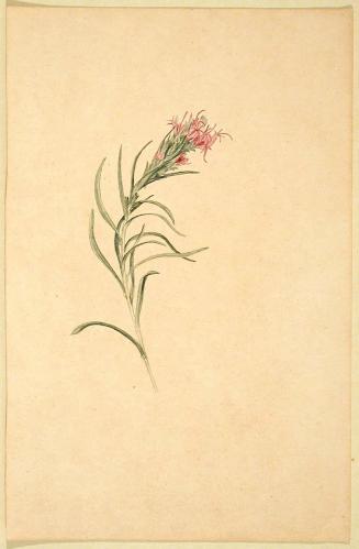 Single Branch with Purple Flowers