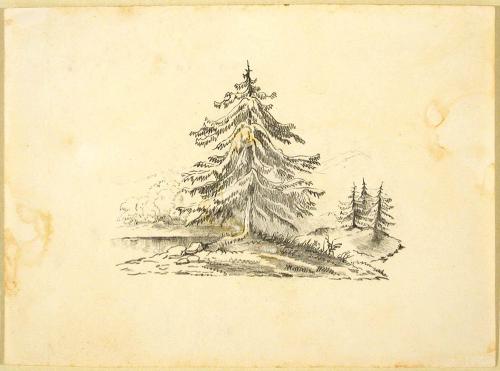 A Large Pine Tree near the Edge of a Lake