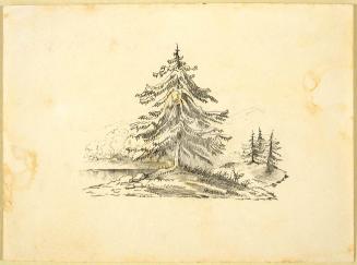 A Large Pine Tree near the Edge of a Lake
