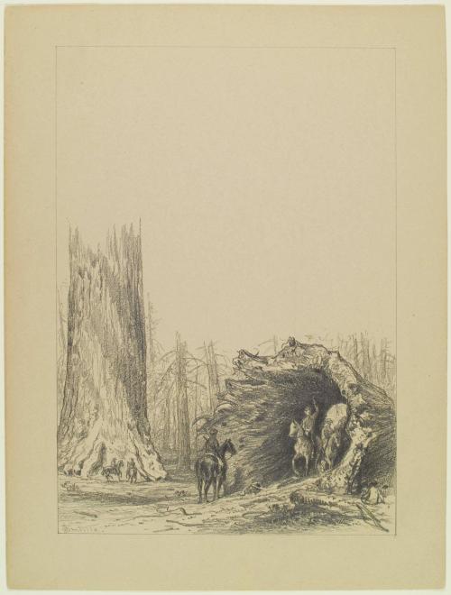 Fallen Sequoia