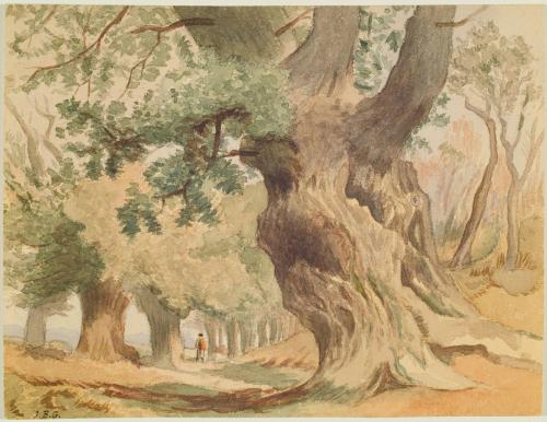Lane in Sherwood Forest