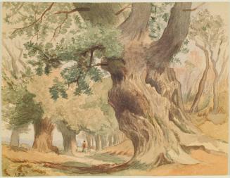 Lane in Sherwood Forest