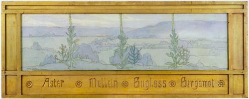 Aster, Mullein, Bugloss, Bergamot