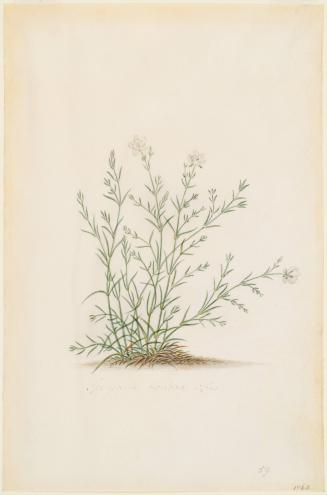 Spergula Nodosa