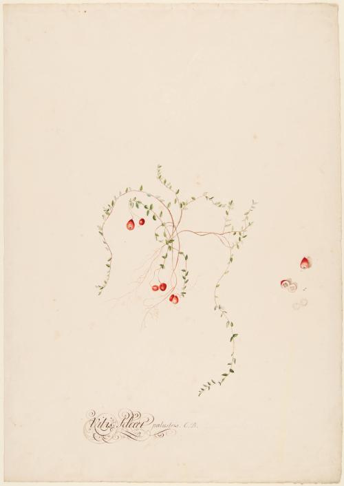 Vitis Idoea Palustris; Symphoricarpos Orbiculatus