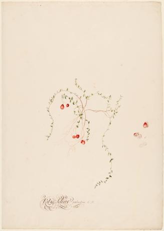 Vitis Idoea Palustris; Symphoricarpos Orbiculatus
