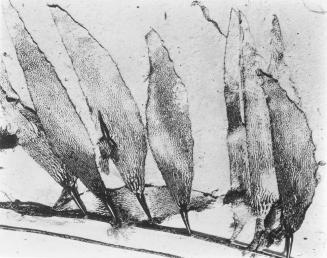 Kelp