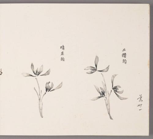 Boneless orchid blossoms