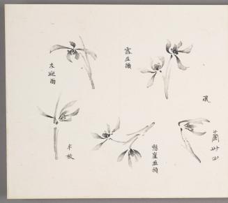 Boneless orchid blossoms