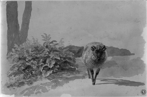 Sheep and Ferns
