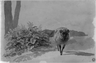Sheep and Ferns