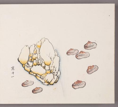 Water Chestnuts and Rock