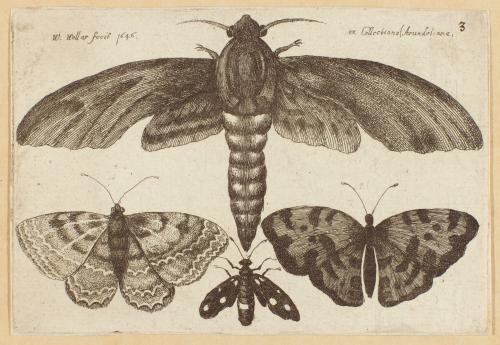 Moth and Three Butterflies