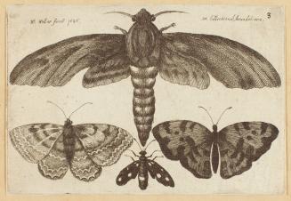 Moth and Three Butterflies