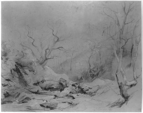 Woodland Scene