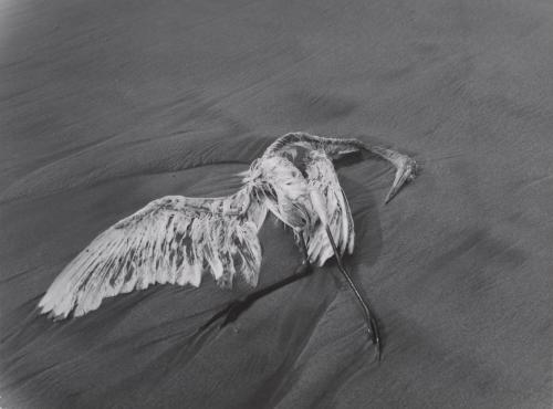 © Center for Creative Photography, The University of Arizona Foundation