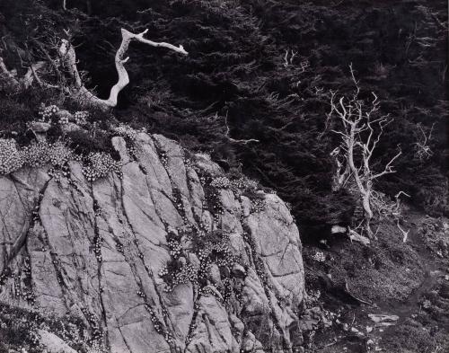 Point Lobos