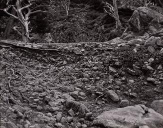 Point Lobos