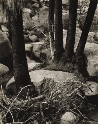 Palm Canyon, Borego Desert