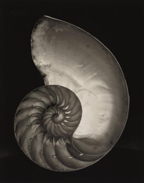 Shell