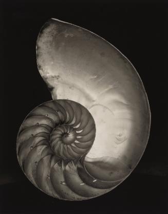 Shell