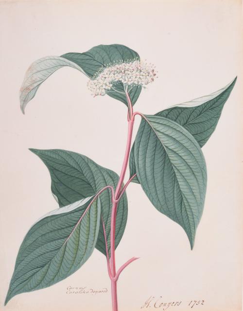 Carolina Dogwood